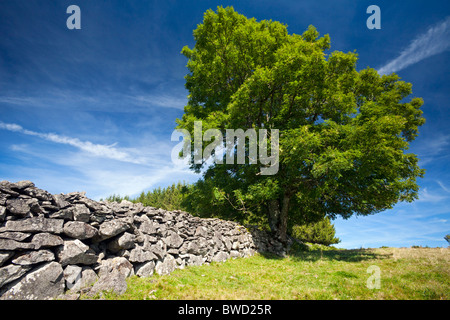 In estate, un comune albero di cenere di fronte a una pietra a secco parete (Auvergne - Francia). Frêne devant onu Mur de pierres sèches (Francia). Foto Stock