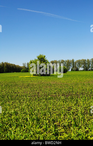 Campo di giovani raccolti Foto Stock