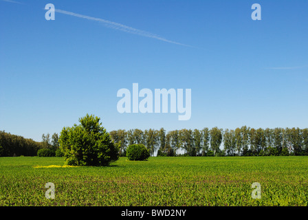 Campo di giovani raccolti Foto Stock