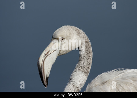 Close up di un bambino fenicottero maggiore (Phoenicopterus ruber) Foto Stock