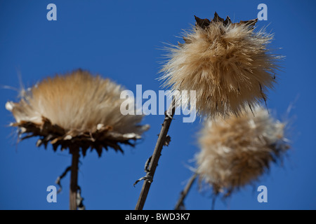 Bella e delicata golden thistle fiori di perdere i loro semi contro un cielo blu. Sharp messa a fuoco selettiva. Foto Stock