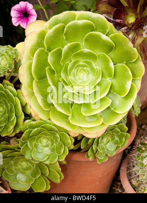 Un impianto di Aeonium Foto Stock