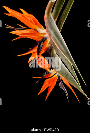 "Uccello del paradiso' 'Strelitzia Reginae' fiori Foto Stock