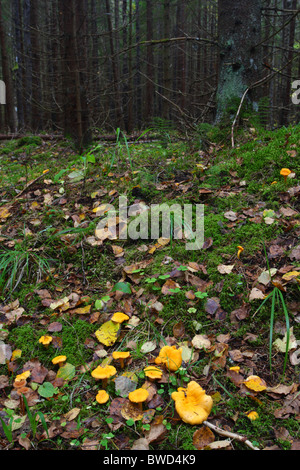 Giallo (Chanterelle Cantharellus cibarius) funghi sul terreno. L'Europa, l'autunno. Foto Stock