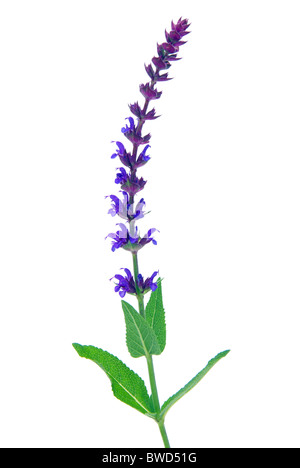 Salbeiblüte freigestellt - salvia fiore isolato 10 Foto Stock