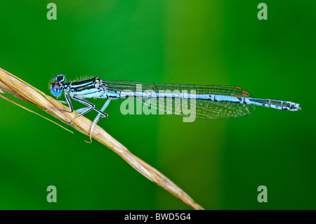 Blue Featherleg Platycnemis pennipes damselfly appoggiata Foto Stock