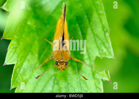 Grande Skipper Ochlodes venatus butterfly Foto Stock