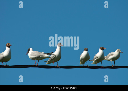 Sei a testa nera Gabbiani Larus ridibundus seduto in una fila su un filo spesso Foto Stock