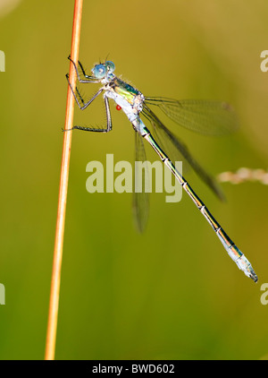 Emerald Spreadwing Lestes dryas damselfly Foto Stock