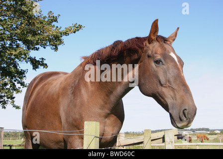 Cavallo di castagno guardando sopra un recinto di filo Foto Stock