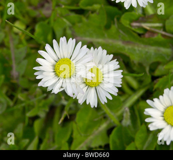 Daisy (Bellis perennis) odiato dai fanatici di prato - amati dai bambini Foto Stock