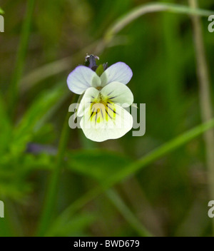 Heartsease (Viola tricolore) è una politica europea comune in materia di fiori selvatici, crescendo come annuale o breve perenni. AKA Wild Pansy. Foto Stock