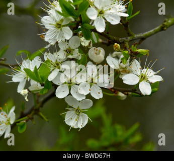 Prunus spinosa (prugnolo o sloe) è una specie di Prunus Originaria di Europa, Asia occidentale e localmente in Africa nord-occidentale. Foto Stock