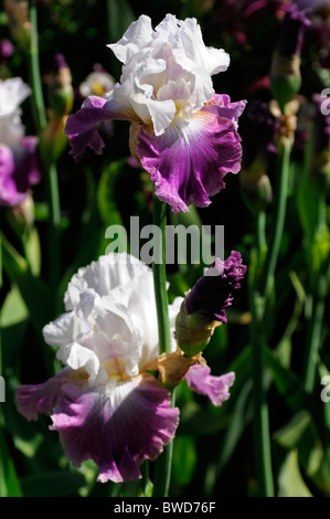 Rose viola malva colore Lavanda fiori di colore bloom blossom barbuto iris jazzed perenne Foto Stock