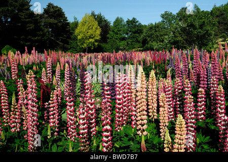 Miscelati piante erbacee perenni aiuola giardino di confine multi più colori colore estate colorato colorato lupin barbuto iris Foto Stock