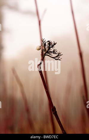 Red derivava sanguinello, Cornus alba, in autunno Foto Stock