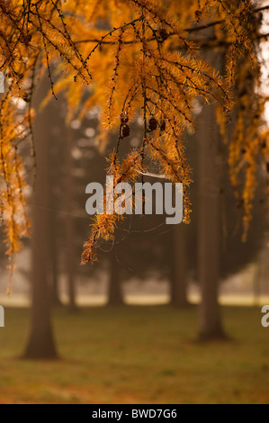 Il larice grove a Westonbirt Arboretum in Gloucestershire in una nebbiosa giornata d'Autunno Foto Stock