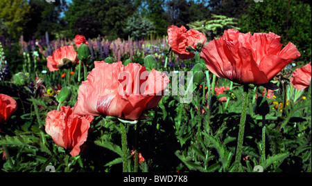 Miscelati piante erbacee perenni aiuola giardino di confine multi più colori colore estate colorato colorato lupin barbuto iris Foto Stock