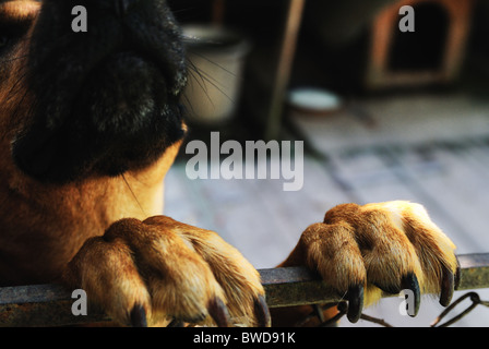 Cane dietro una recinzione Foto Stock