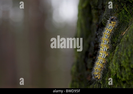 Buff-punta (Phalera bucephala) Foto Stock