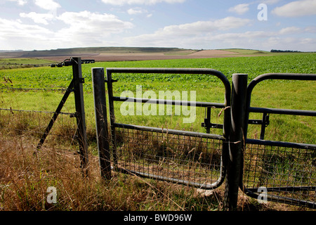 Gli scuotipaglia utilizzando il sentiero da Poundbury a Maiden Castle hanno difficoltà di sicurezza attraversando la trafficata A35 road. DAVID MANSELL Foto Stock