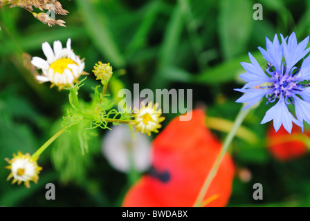 Ucraino campo estivo, close-up Foto Stock