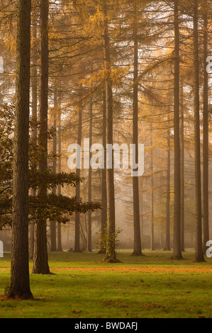 Il larice grove a Westonbirt Arboretum in Gloucestershire in una nebbiosa giornata d'Autunno Foto Stock