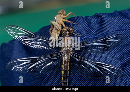 Dragonfly emergente dalla larva di bozzolo Lago Pleasant Bothell Washington stato USA Foto Stock