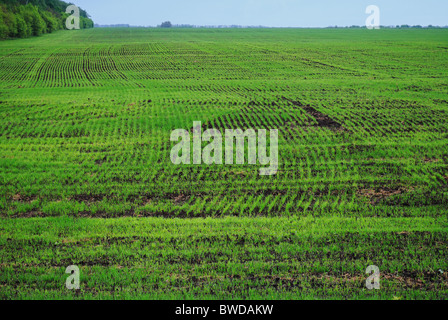 Colture in un campo a molla Foto Stock