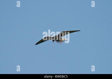 Bianco-winged Black Tern Chlidonias leucopterus in volo Foto Stock