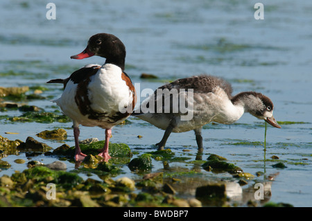 Common Shelduck Tadorna tadorna anatroccolo con sua madre Foto Stock