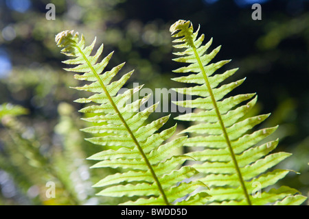 Baby Nuova Zelanda felci nel sole di srotolamento verso l'alto Foto Stock