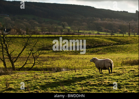 Pecora su terreni agricoli vicino a Chipping, Lancashire, Regno Unito Foto Stock