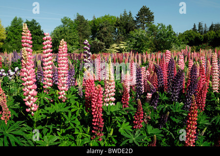 Miscelati piante erbacee perenni aiuola giardino di confine multi più colori colore estate colorato colorato lupin barbuto iris Foto Stock