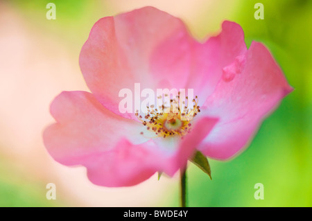 Una sola rosa rosa Flowerhead Foto Stock