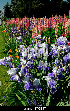 Miscelati piante erbacee perenni aiuola giardino di confine multi più colori colore estate colorato colorato lupin barbuto iris Foto Stock