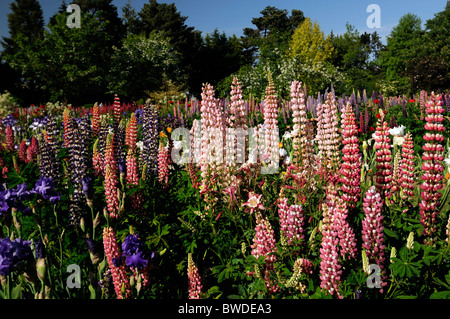 Miscelati piante erbacee perenni aiuola giardino di confine multi più colori colore estate colorato colorato lupin barbuto iris Foto Stock