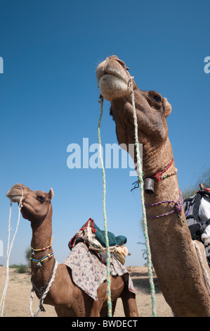 Jaisalmer cammelli Foto Stock