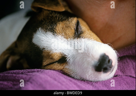 Jack Russell Terrier di dormire sulla spalla di donna realtionship amoroso tra il proprietario e il pet Foto Stock