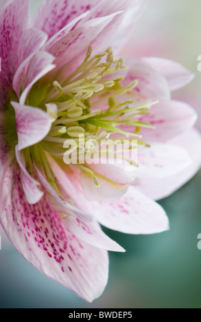 Un singolo Veratro rosa fiore testa - Helleborus orientalis Foto Stock