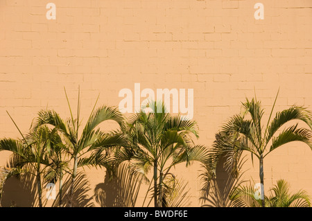 Palm Trees against Peach Coloured Wall Foto Stock