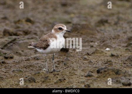 Fratino o Snowy Plover da soli in cerca di cibo Foto Stock