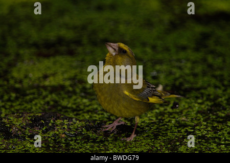 Un Greenfinch europeo (Chloris chloris) arroccato delicatamente su una vegetazione acquatica galleggiante in un ambiente buio e naturale Foto Stock