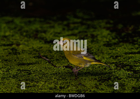 Un Greenfinch europeo (Chloris chloris) arroccato delicatamente su una vegetazione acquatica galleggiante in un ambiente buio e naturale Foto Stock
