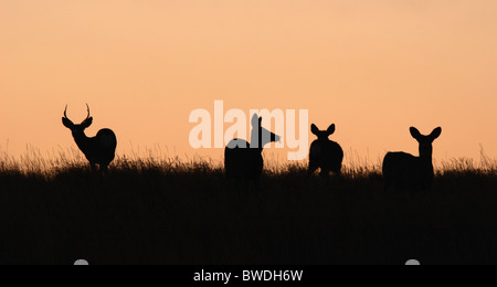 Un mulo cervo mandria stagliano contro il cielo al tramonto. Foto Stock