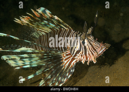 Pesce leone pterois volitans, Scorpenidae, Tulamben, Bali, Indonesia, Asia Foto Stock