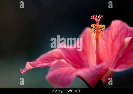 Un close-up di immagine singola ibisco rosa fiori - rosa-sinensis Foto Stock