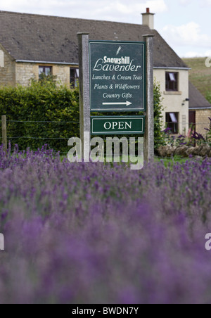 Vista attraverso un campo di lavanda di aprire a firmare per la Snowshill Lavender Farm vicino al villaggio Costwold di Snowshill Foto Stock