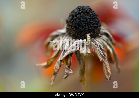 Dead Rudbeckia hirta testa di fiori Foto Stock