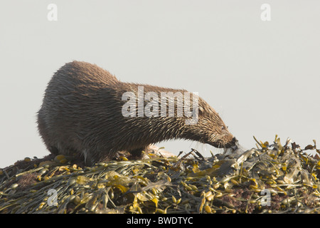 Lontra Lutra lutra grumo di mangiare pesce a ventosa su rocce costiera di Moray Firth a Inverness-shire Highland Foto Stock